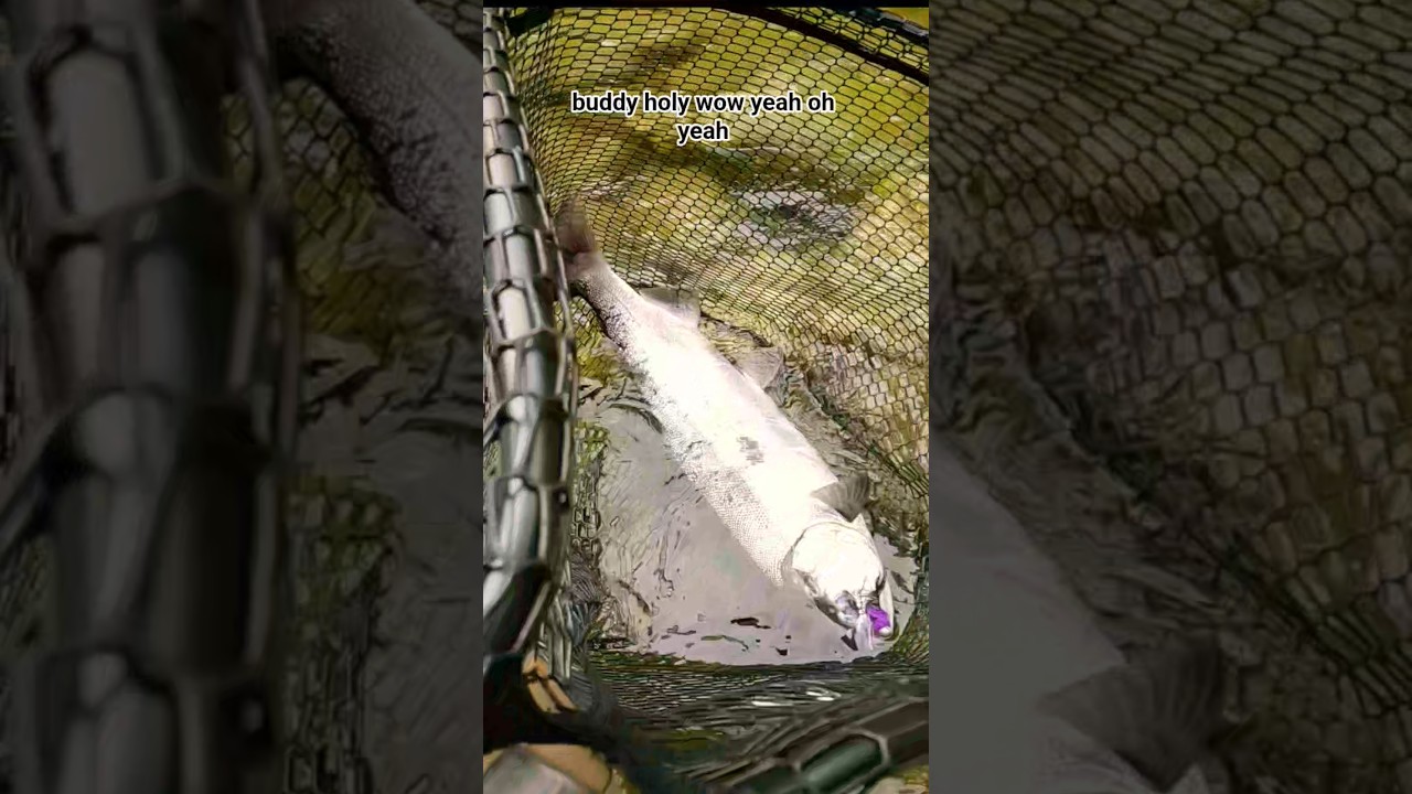 маленький карманный агрессивный лосось 