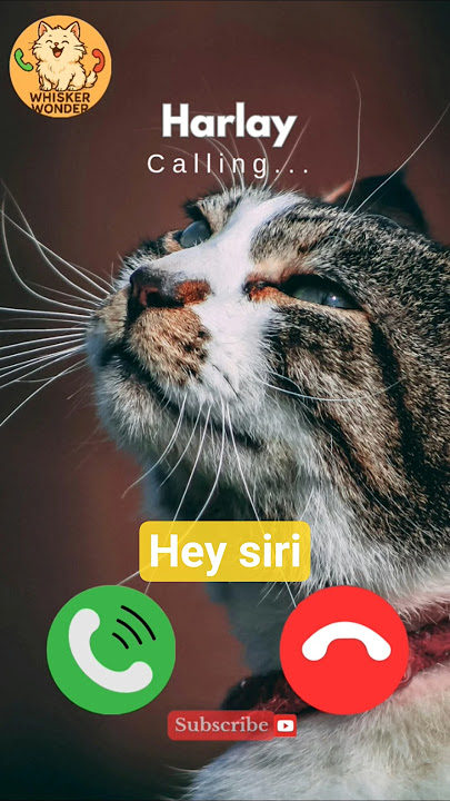 Harlay #heysiri #viralvideokids #catshorts #kidsshorts #funnycat #cutekitten #ytshorts #shortshumor