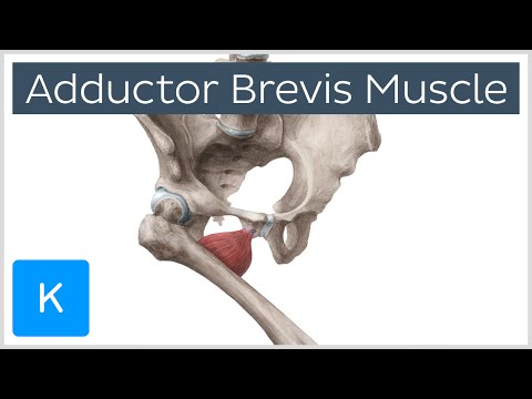 Video: Adductor Brevis Muscle Origin, Anatomy & Function - Kroppskart