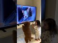 めざましテレビのこのコーナー始まったら毎朝これ👧🏻🐶#dogsandkids#dailyvlog#おもしろ動画