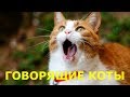 😹ТАКОГО ОТ НИХ ВЫ НЕ ЖДАЛИ. Говорящие Коты 😹 | ПРИКОЛЫ С КОТАМИ  (2019) | (Выпуск 4)