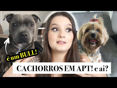 COMO TER 2 CÃES EM APT PEQUENO! - Dicas ESSENCIAIS!