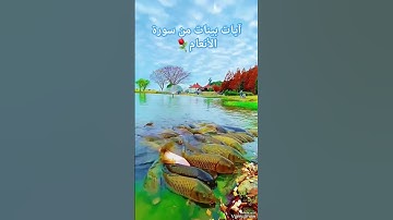 القارئ محمد الفقيه من اليمن🇾🇪#اكتب_شي_توجر_عليه #انشروا_القران #لااله_الا_الله