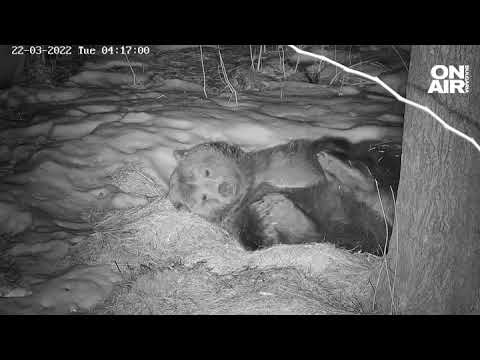 Видео: Кога мечките спят зимен сън?