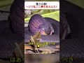 驚きの技！ ヘビが丸ごと卵を飲み込む！ #ヘビの生態 #野生の驚き #動物の食事 #自然の不思議 #生き物の技