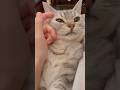 一日中寝てた猫、必死に働く人間...!! #cat #猫