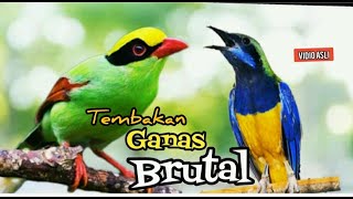 TEMBAKAN GANAS BRUTAL || CUNGKOK VS EKEK KELING