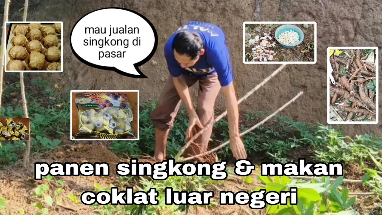 Panen singkong & bagi2 coklat dari luar negri #petualanganalamdesaku #cianjurturunankidul #desa 