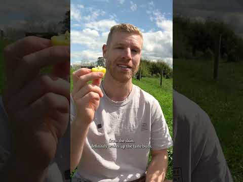 Video: What Is A Limequat - Information om hur man odlar ett limequatträd