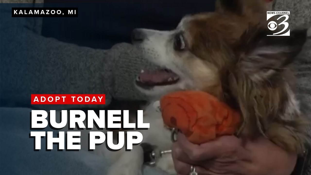 ADOPT TODAY: Meet Burnell, a spunky pup looking for a forever home ...