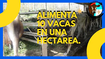 ¿Cuánta tierra necesitan 2 vacas?