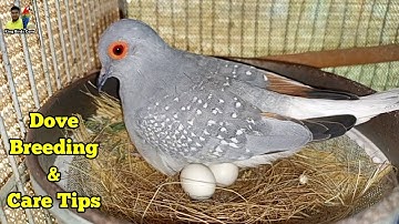Diamond dove breeding and care tips | Diamond dove information | Dove cage setup | Dove birds