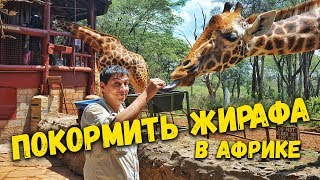 видео Кения. Настоящее африканское сафари.