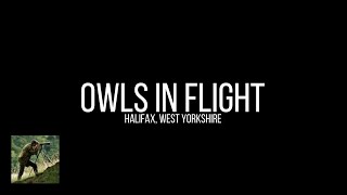 Owls in flight (Calderdale)