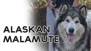 ALASKAN MALAMUTE