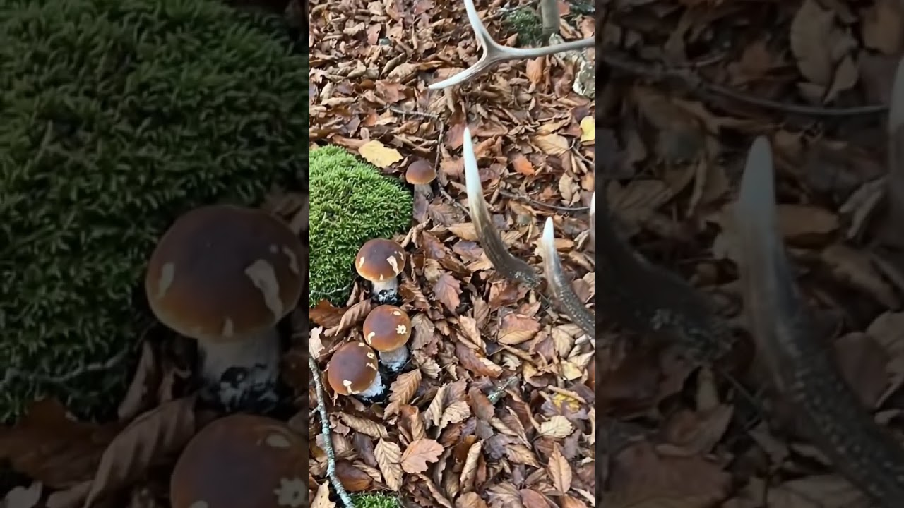 Funghi porcini 2026. 