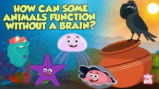 Brainless Animals | How Some Animals Function Without A Brain | The Dr Binocs Show |Peekaboo Kidz