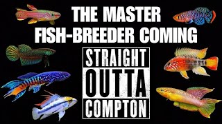 Hundreds of Apistos, Killifish, Rainbowfish, Guppies, Betta & More! Compton's Master Fish Breeder.