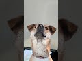 人！我在上班的路上！你呢？ #养狗养出了养孩子的味道 #中华田园犬 #萌宠出道计划 #抖in萌宠计划 #傻狗的日常
