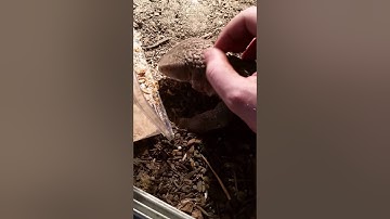 Taming down Vlad my 1 Year Old Savannah Monitor