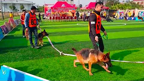 Chó Becgie Đức giá bao nhiêu ?Mua chó becgie ở đâu?, có dễ nuôi không?