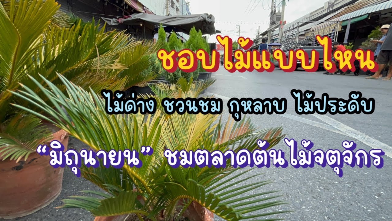 อัพเดทความสวยเดือน มิถุนายน ราคากำลังดี มีหลายชนิดให้เลือก เฟิร์น ไม้ด่าง บอนสี  ชวนชม ต้นไม้จตุจักร