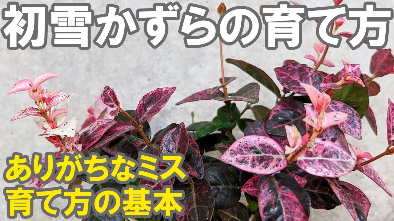 初雪カズラの育て方 地植え 寄せ植え 株分け Youtube