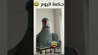 الحكمة اليوم ههههه????