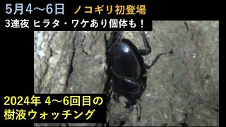 2024年 東京多摩地区 4回目の樹液ウォッチング 5月46日