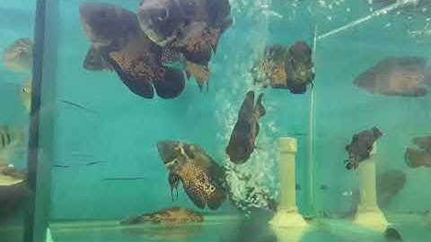 [Cá Cảnh Tuấn Phong] Tai tượng châu phi