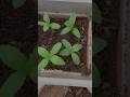 🌱How To Grow Zinnia Flower Plant🌺👍🥰🧑&zwj;🌾|#homegarding #ytshotstrending