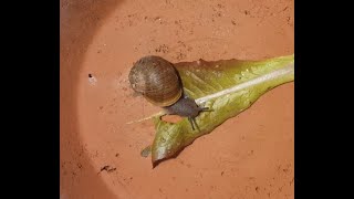 Speedy Snail Eats Lettuce Leaf in No Time!