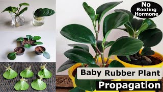 3 Easy Ways to Propagate Your Baby Rubber Plant (Peperomia obtusifolia) | Peperomia Propagation