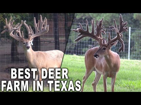 One of the Biggest Deer Farms in Texas! G2 Ranch | Deer Farming Channel