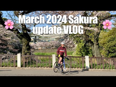 Tokyo's postcard-perfect cherry blossom spot 2024 Sakura update VLOG March 22nd