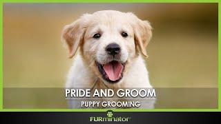 FURminator Pride & Groom: Puppy Grooming