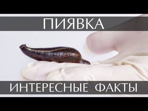 Пиявка - интересные факты