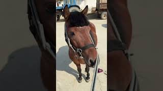 #foryou #funny #fyp #shortvideo #cute #pets