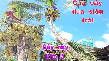 Cưa  cây  dừa  siêu  trái  nghiêng  vào  nhà  .Cưa  cây  kỷ  thuật  cao