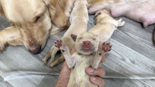 Adorable moments of three little Golden Retriever puppies at two days old