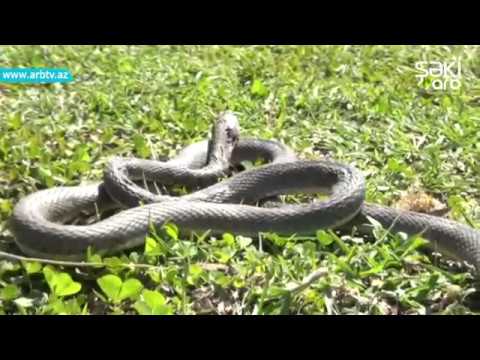 İlanlarin Mesken Saldigi Ev