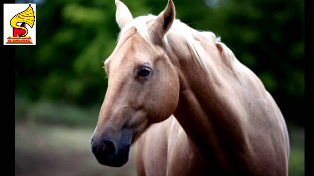 Horse Sound Effect = Animal Sound for Children YouTube