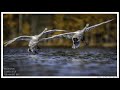 Vlog 10 fotografia naturyjak fotografowa ptaki w locieplus gar porad oglnych