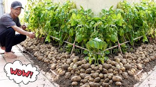 Smart Tips For Growing Potatoes Without Cost, Doubling Yield, And Abundant Tubers