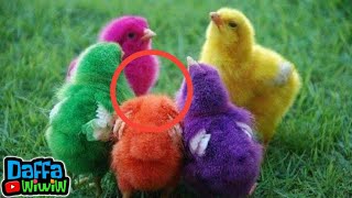 Lagu Tek Kotek Kotek Anak Ayam Berkotek - Lagu Anak Indonesia Populer - Nursery Rhymes @DafWiW