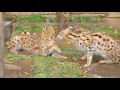 Serval cat fight サーバルキャットファイト