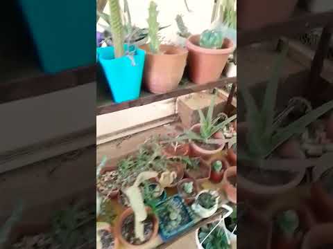 نباتات الصبار المغرب تونس السعودية