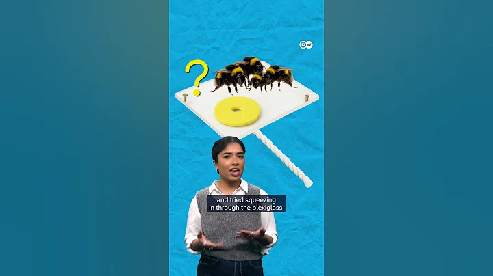 How insect brains can do brilliant things | DW Documentary