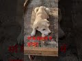 मां आओ,,#doglove #positivevibes #ekmotahathighumechala #pawarholakhalidhobijatimere #desidog lover