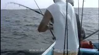 Fishing video: Barracuda 8 kg